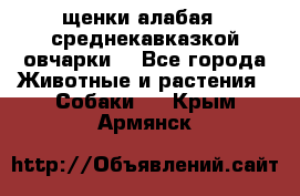 щенки алабая ( среднекавказкой овчарки) - Все города Животные и растения » Собаки   . Крым,Армянск